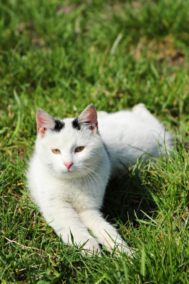 Krlewna nieka.