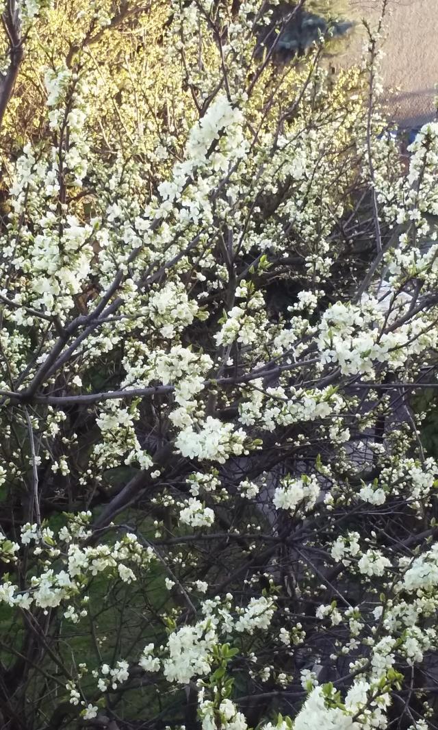 Wpis paulisztaa