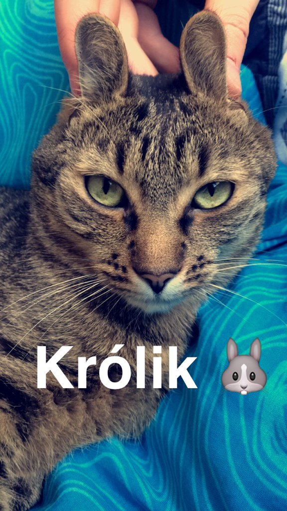 Wpis kuronekoo