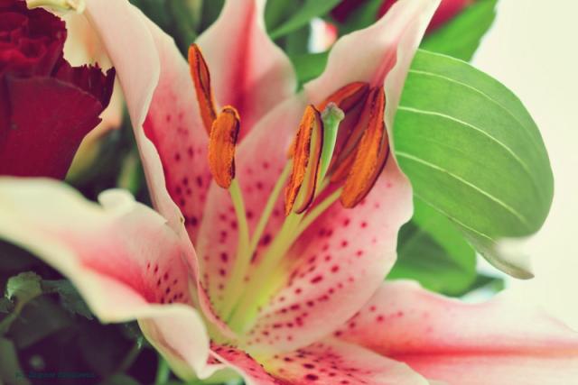 #LiLy#