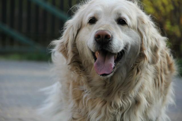 Wpis goldendogs