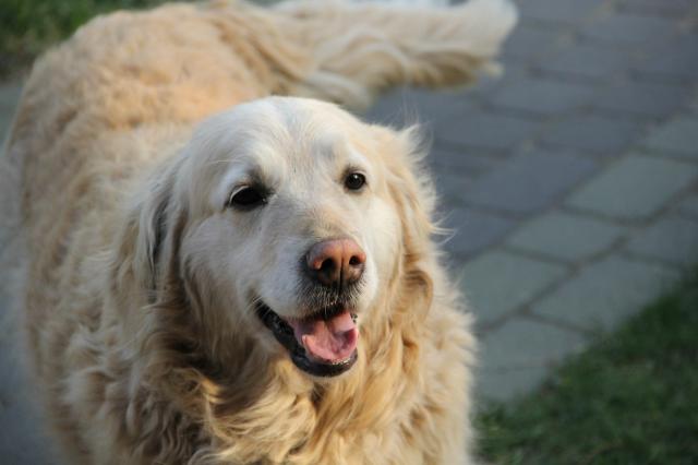Wpis goldendogs