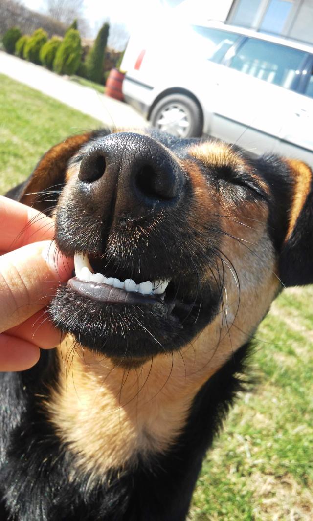 Lols this dog is lovely 