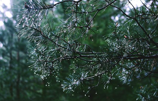rain.