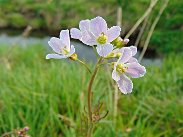 Wpis broniesiejagodami