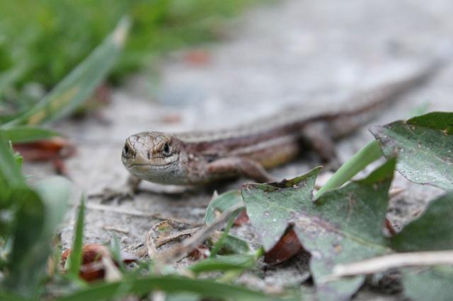 lizzard