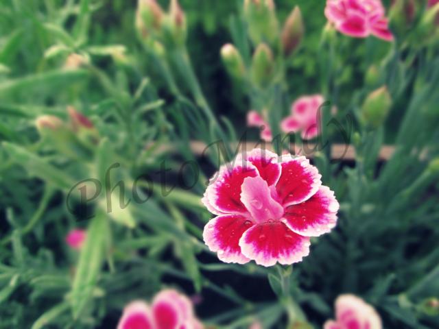 Wpis photomindy
