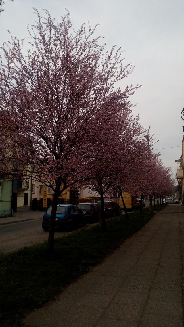 Wpis piotriwanski
