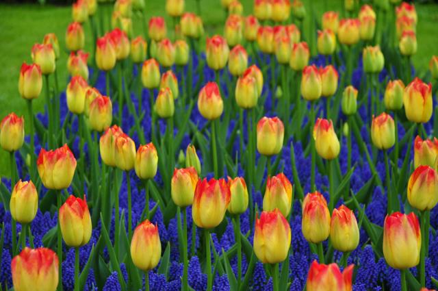 Colors of the garden