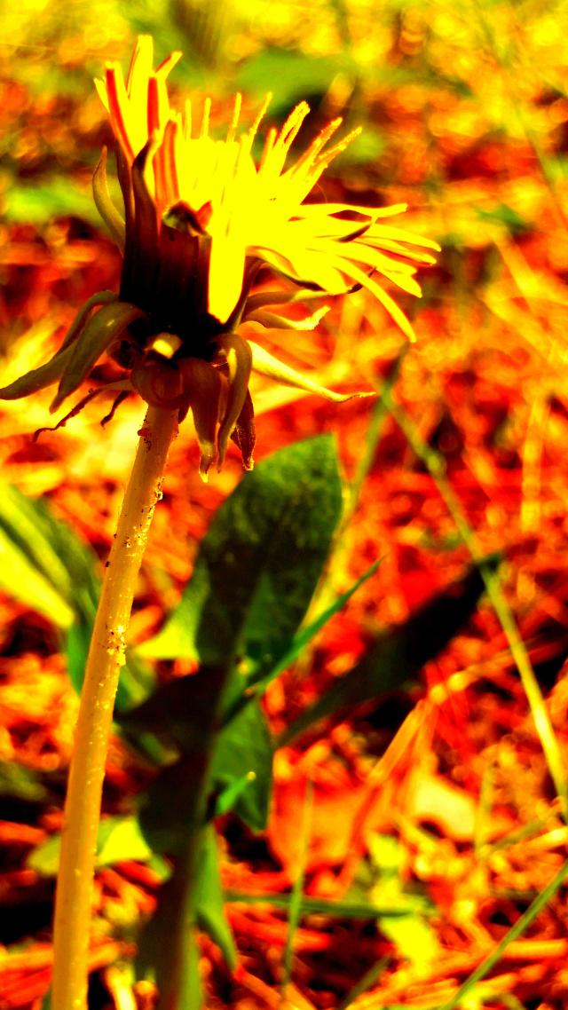 Wpis amatorphoto