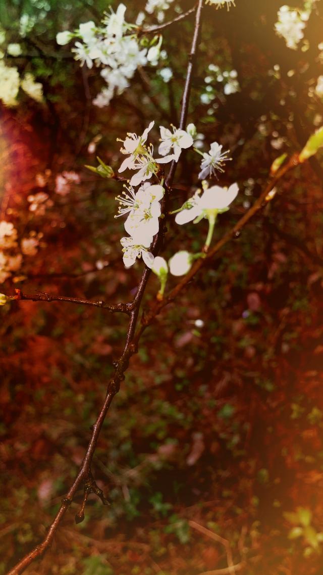 Wpis amatorphoto