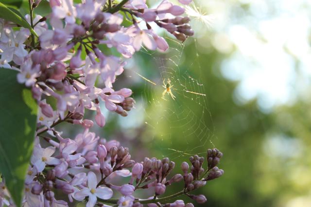 lilac flowers + spiderweb