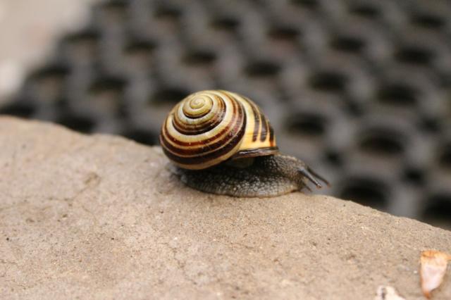 snail