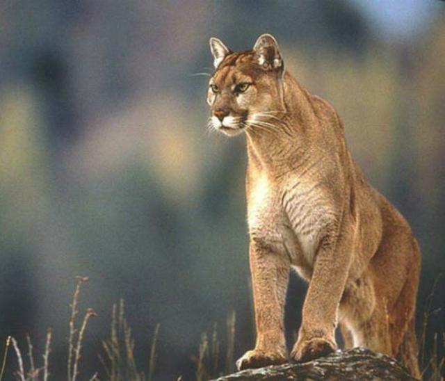 Puma.