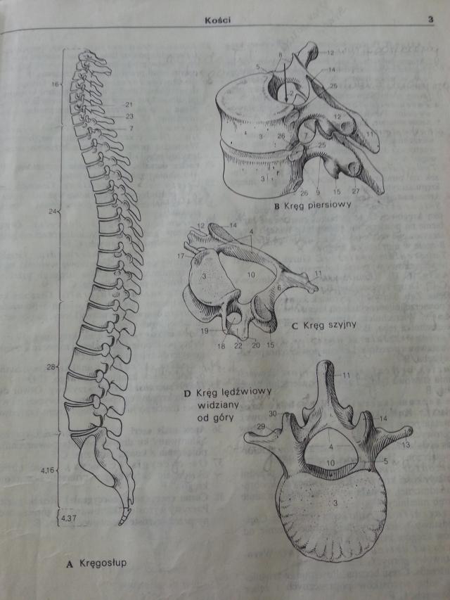 Columna vertebralis