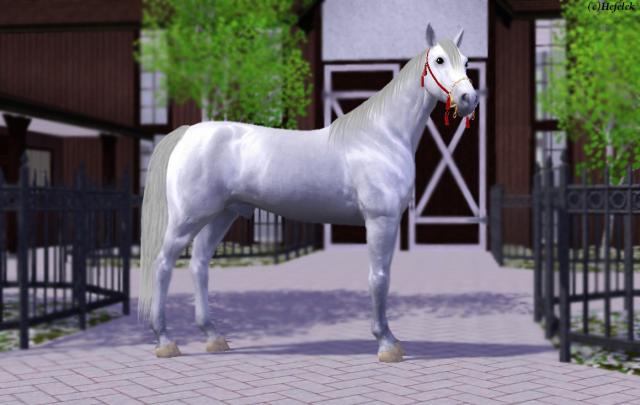 HORSE.