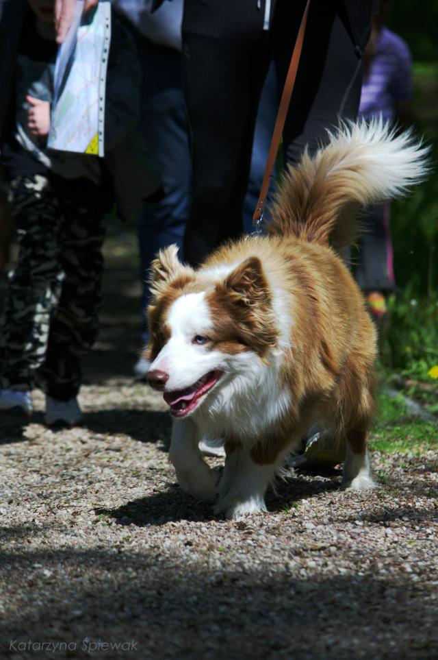 Dogtrekking 