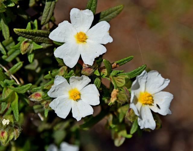 Cistus monspeliensis