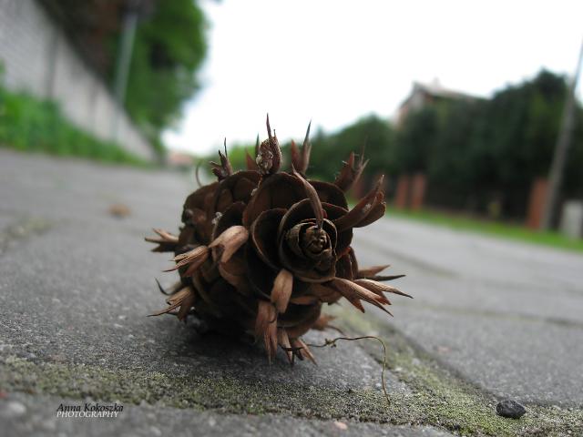 Szyszki