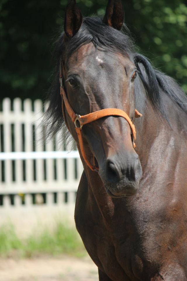 Kastorek 