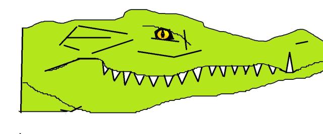 Crocodile