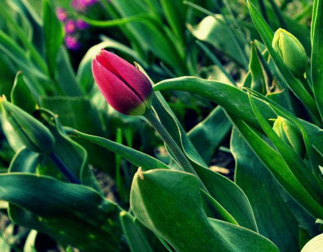 tulipan 