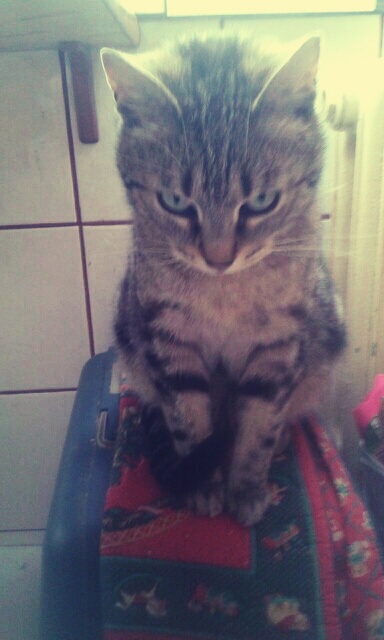 Wpis jlupido