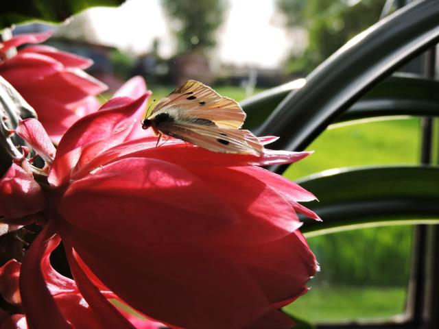 Motyl