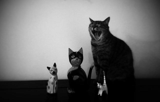 Angry cat