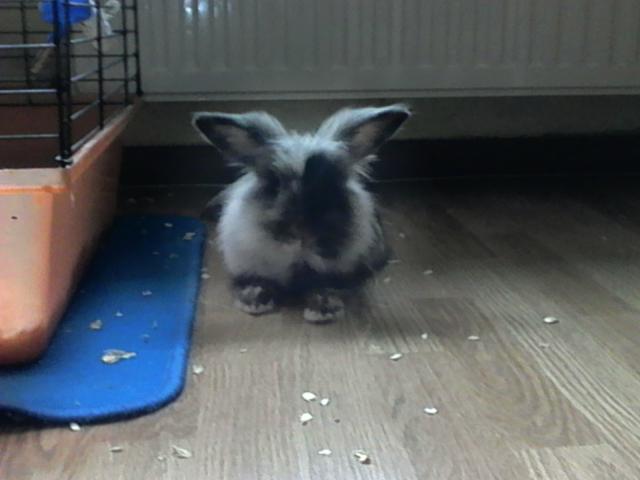 Wpis daga1a
