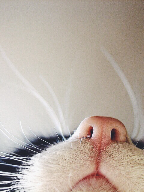 Wpis bunnylover