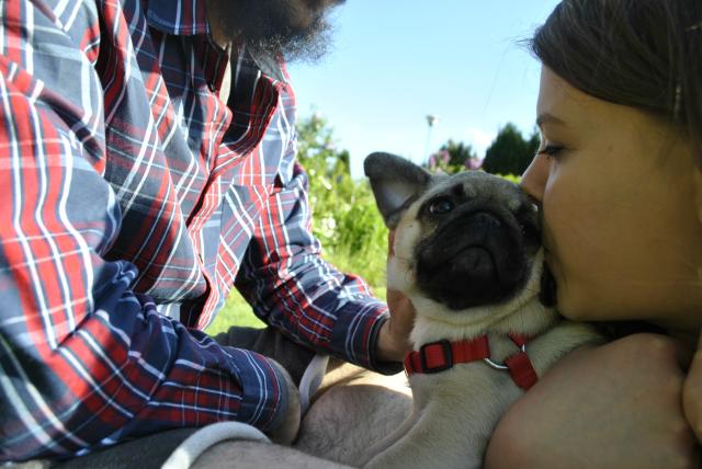 Roger the pug.