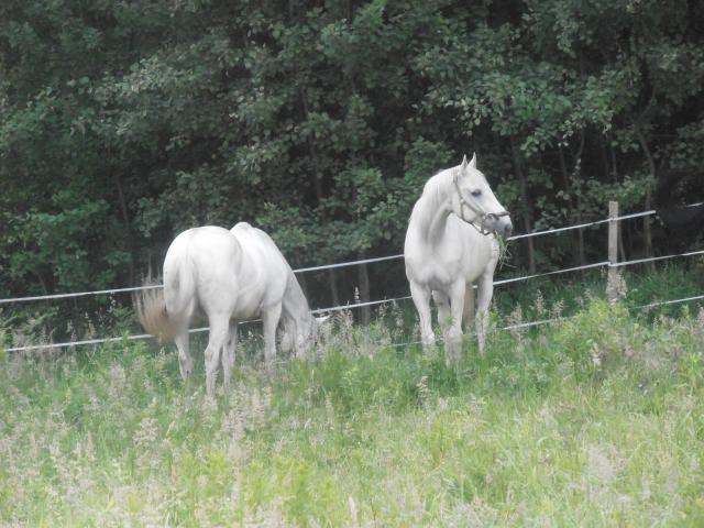 Amigo&Lucky