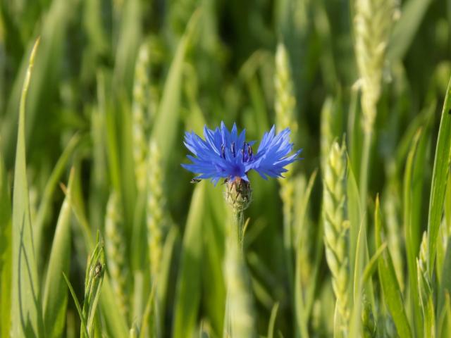 Wpis naturearoundtheyear