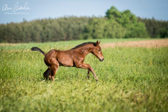 Wpis equinephoto