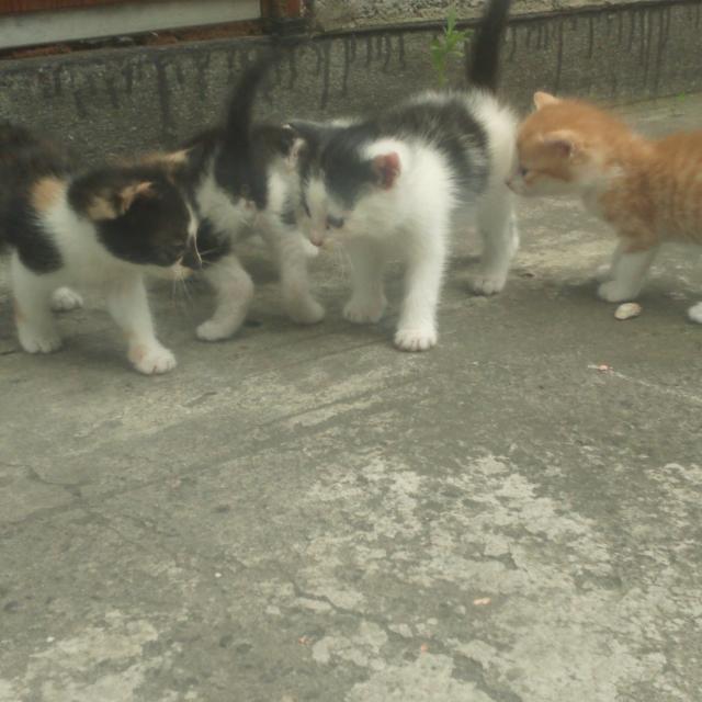 Wpis aneciakom