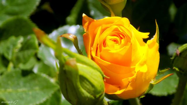 yellow rose