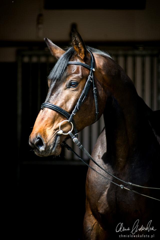 Wpis equinephoto