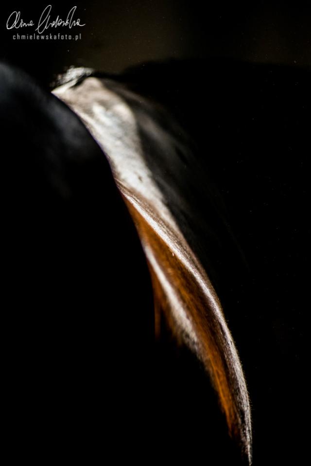 Wpis equinephoto