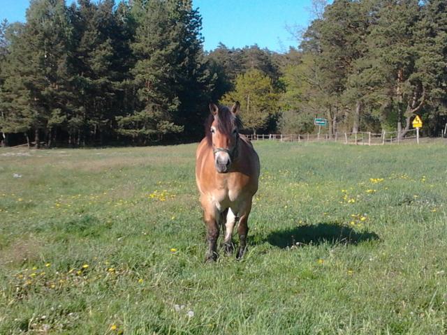 Misia