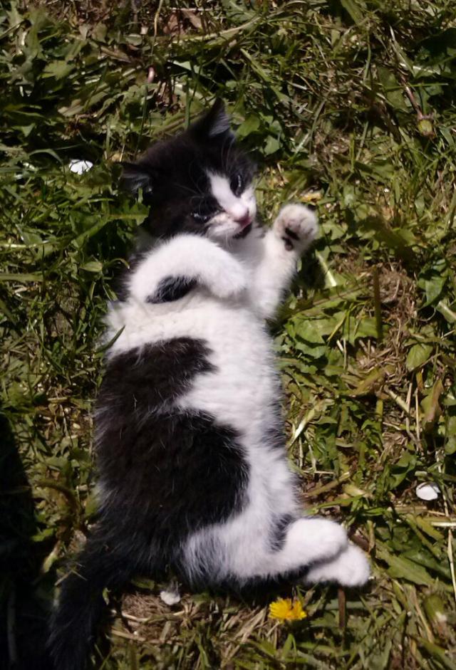 Me dear cat 
