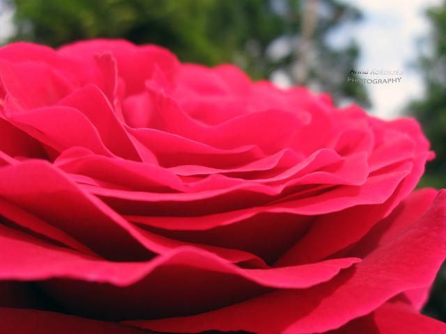 Rose