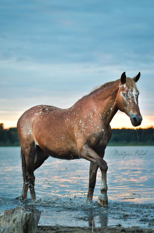the queen of twilight.