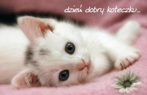 Dzie Dobry koteczku....