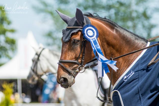 Wpis equinephoto