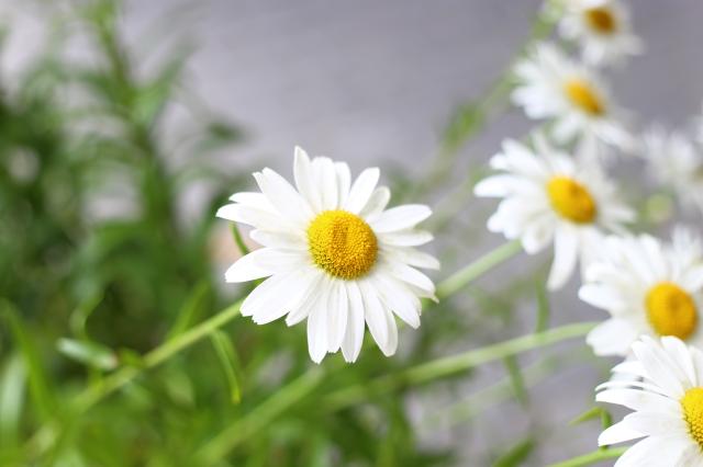 flower power