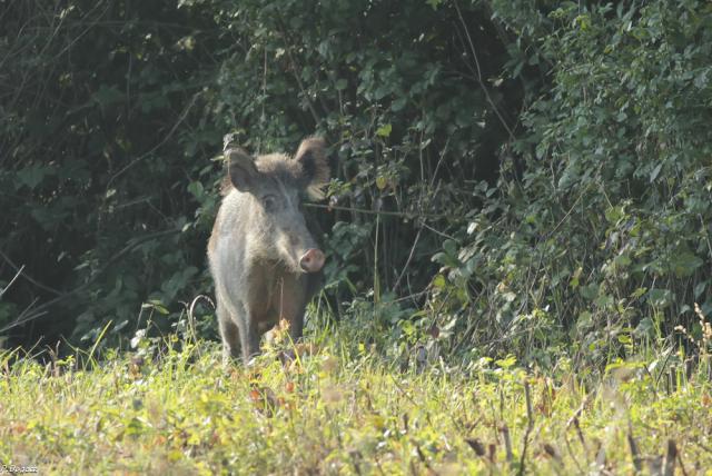 Dzik (Sus scrofa) 