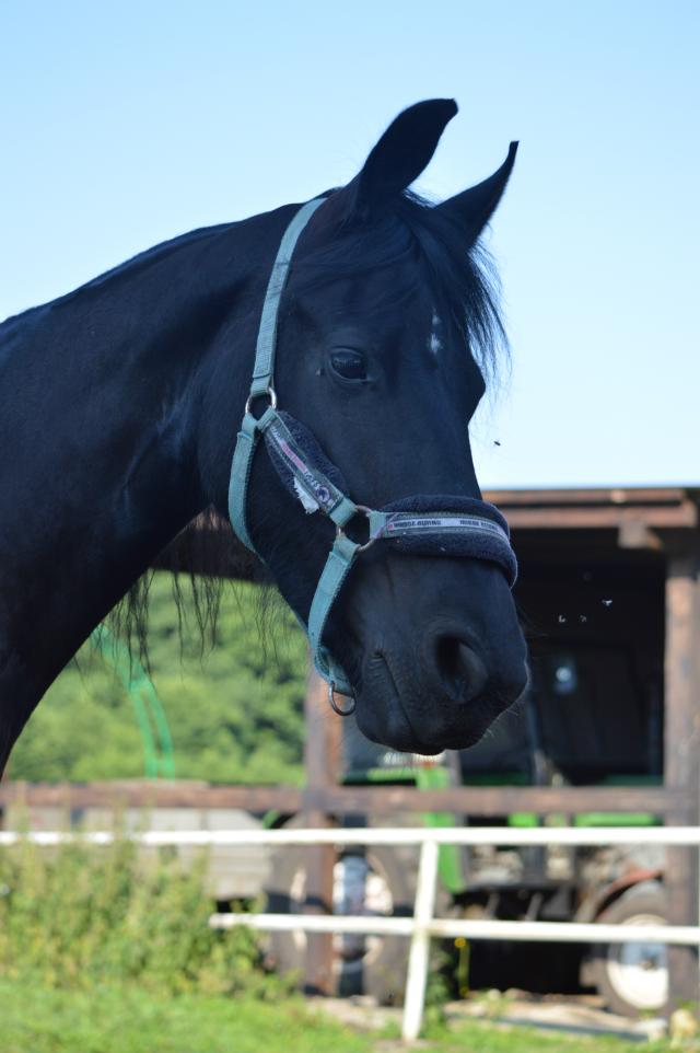 Kira 2015 