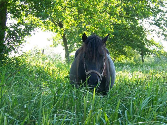 KONIK 