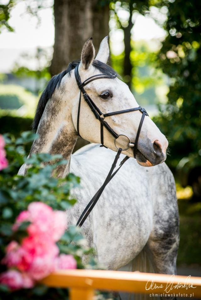 Wpis equinephoto